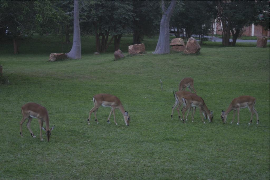 M'Kango Golfview Hotel Lusaka Dış mekan fotoğraf